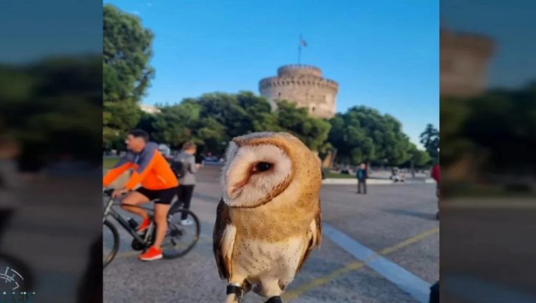 Βγήκε βόλτα στον Λευκό Πύργο με μια κουκουβάγια (video)