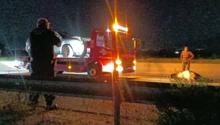 Σέρρες: Αμάξι έπεσε πάνω σε αγελάδα και τη σκότωσε (video)