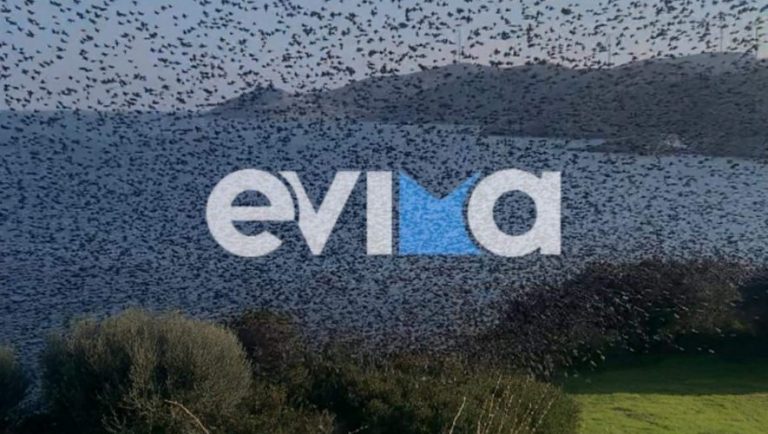 Εύβοια: Σμήνος από χιλιάδες ψαρόνια σε παραλία
