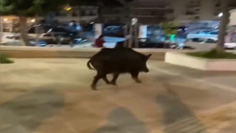 Θεσσαλονίκη: Αγριογούρουνο… κόβει βόλτες σε πλατεία