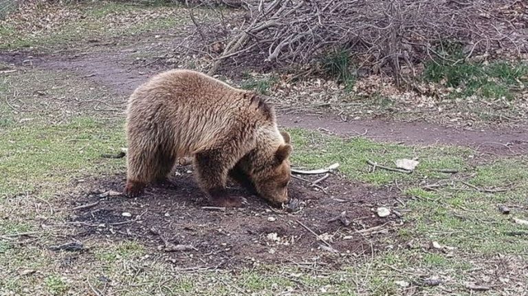 Θεσσαλονίκη: Αρκούδα εμφανίστηκε στον Χορτιάτη (video)