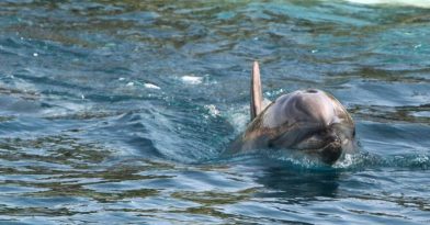 Αιγαίο: Σκοτωμένα βρέθηκαν άλλα δυο δελφίνια