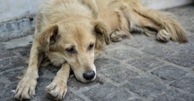 Βόλος: Άγνωστος πυροβόλησε αδέσποτο σκύλο με 20 σκάγια
