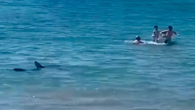 Καρχαρίας κυνηγά λουόμενους στα ρηχά παραλίας! (videos)