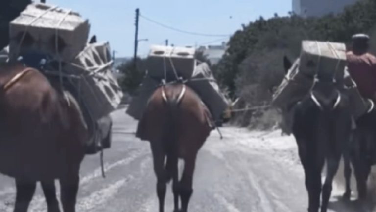 Σαντορίνη: Μουλάρια κουβαλούν τσιμεντόλιθους μέσα στον καύσωνα