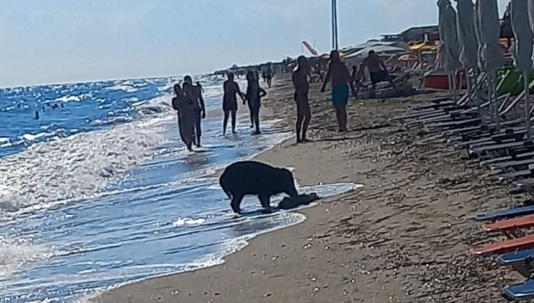 Αγριογούρουνο έκανε μπάνιο με λουόμενους! (pics)