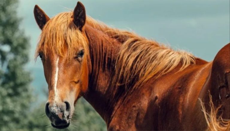 Άγνωστοι πυροβόλησαν, σκότωσαν και τεμάχισαν άλογα! (video)