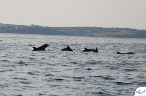 Θεσσαλονίκη: Δελφίνια εμφανίστηκαν στον Θερμαϊκό Κόλπο (video)
