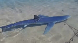 Καρχαρίας έκανε βόλτες στη μαρίνα της Γλυφάδας (video)