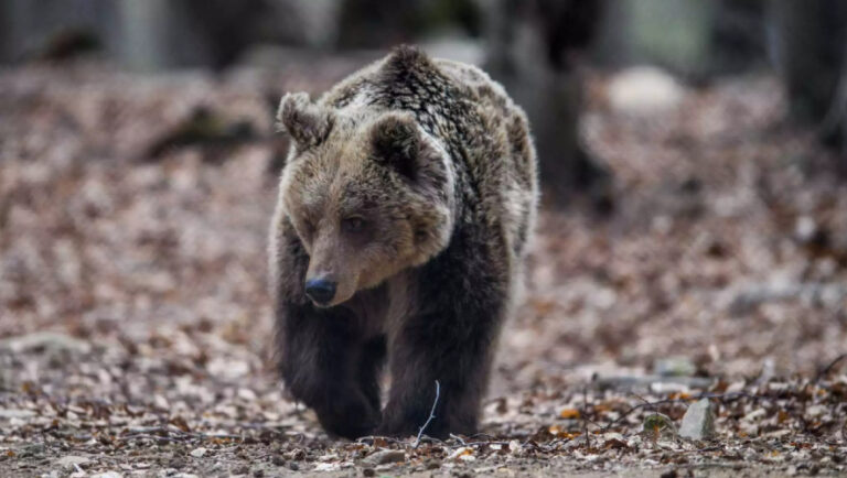 Πανικός στο Άργος Ορεστικό: Εγκλωβίστηκε αρκούδα στο κέντρο της πόλης (vid)