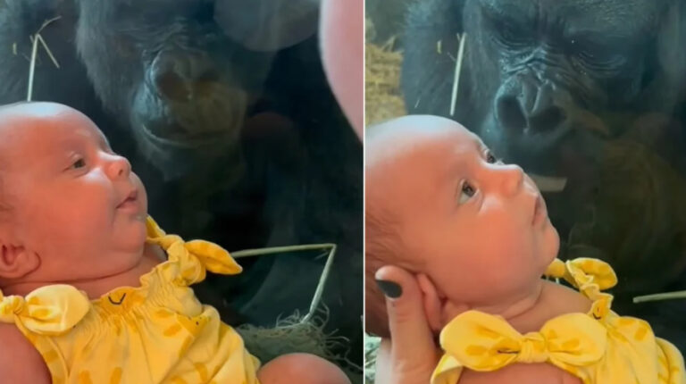 Στοργικός γορίλας έλιωσε το TikTok: Προσπάθησε να φιλήσει μωρό μέσα από γυαλί (vid)
