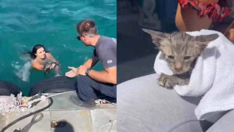 Τουρίστρια στις Σπέτσες έπεσε στη θάλασσα για να σώσει γατάκι (video)
