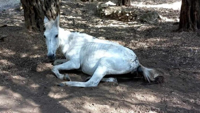 Σαντορίνη: Έδεσαν άλογο και το άφησαν να πεθάνει από τη δίψα