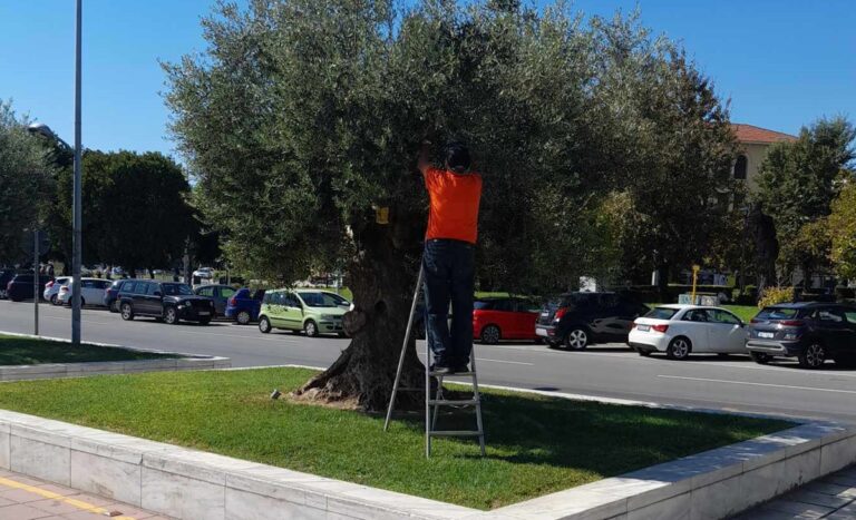 Θεσσαλονίκη: Κλέβουν ελιές από τα ελαιόδενδρα στην οδό Αγγελάκη! (video)