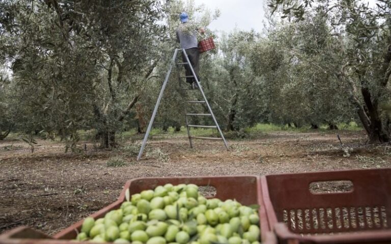 Ο Δήμος Θεσσαλονίκης έβγαλε “εξαιρετικά παρθένο ελαιόλαδο”