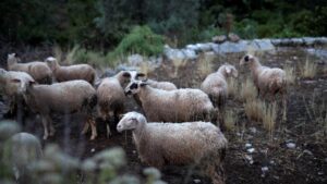 Ανάστατοι οι κτηνοτρόφοι με την ευλογιά: «Ο Θεός βοηθός»