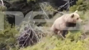 Δράμα: Συγκλονιστικό video από την επίθεση της αρκούδας σε ορειβάτη!